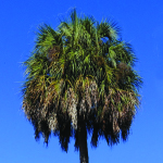 Sabal Palm